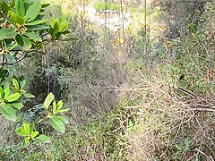 A Couple Gets Horny And Has Wild Sex In The Woods In Public
