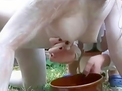 Anna the miking cow