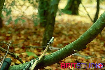 British 18 Year Old Gets Fucked By An Evil Dildo Monster