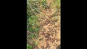 Indian Randi Sex In Jungle (forest) New Video 2024
