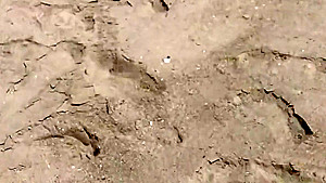 Rockaway Beach Fort Tilden NY Beach Tits 2019