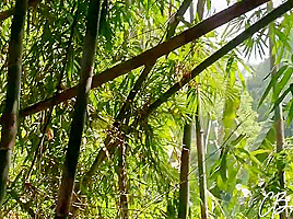 Sex In The Jungle
