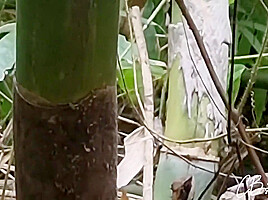 Sex In The Jungle