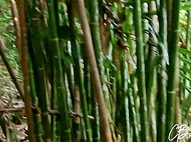 Sex In The Jungle