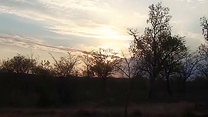 african safari groupsex fuck orgy