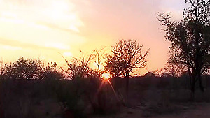 real african safari sex orgy