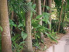 teen 18+ babe roughfucked by crazy stalker